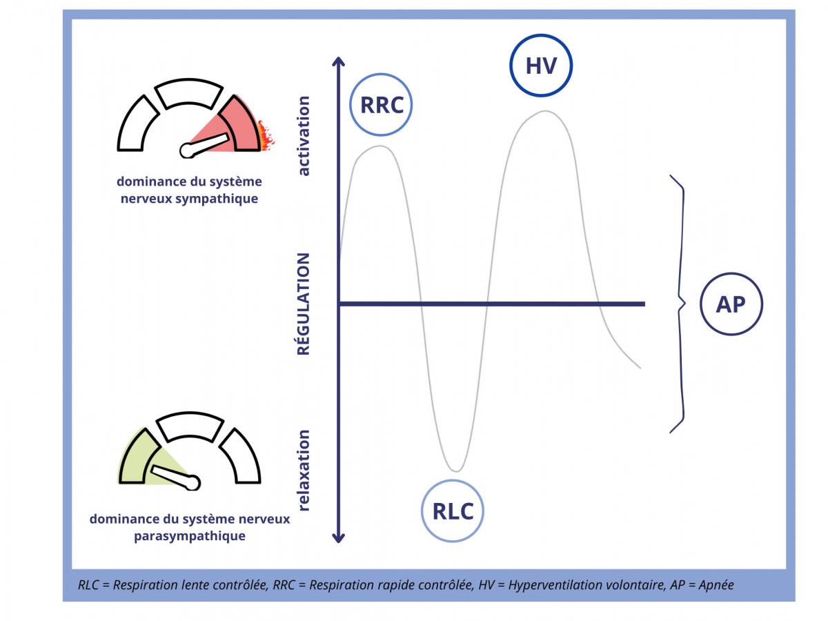 Techniques de respiration selon le mécanisme principal de régulation mis en jeu avec le système nerveux autonome Techniques de respiration selon le mécanisme principal de régulation mis en jeu avec le système nerveux autonome