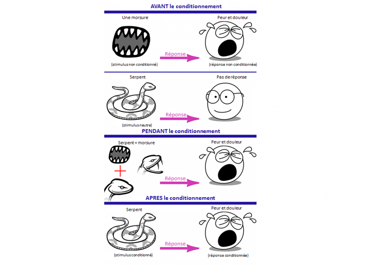 Figure 1. Le conditionnement. Image par Arash Emamzadeh Figure 1. Le conditionnement. Image par Arash Emamzadeh